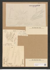 Berkeleya interrupta var. medusina (Kuetz.) Grun. (de-Toni-Nr.: Genus 21, Species 1216) Zeichnungen Sammlung Grunow Nr. 2340 (NHMW-BOT-W0369469)